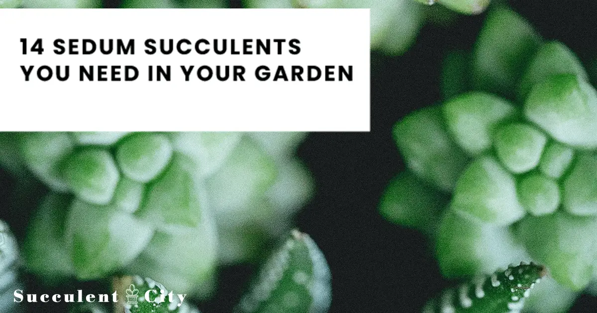 Género “Sedum”.