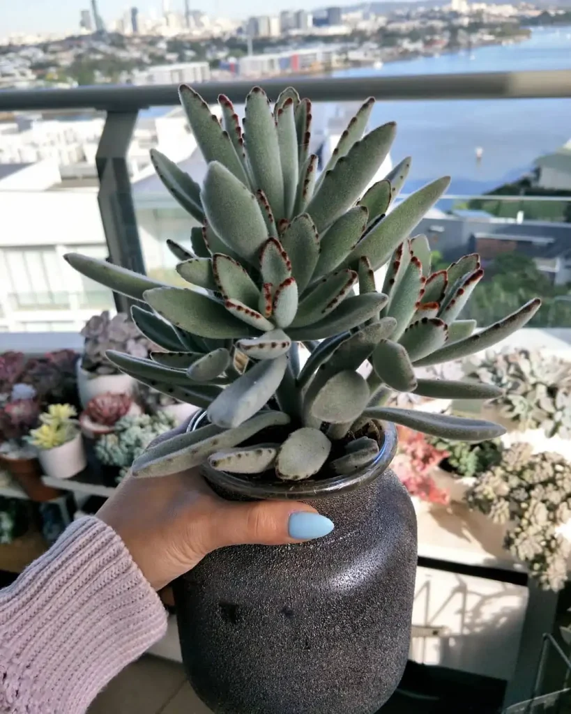 14 suculentas para ideas creativas de jardines de suculentas: haz realidad el jardín de suculentas de tus sueños con este sencillo bricolaje 14 suculentas para ideas creativas de jardines de suculentas: haz realidad el jardín de suculentas de tus sueños con este sencillo bricolaje