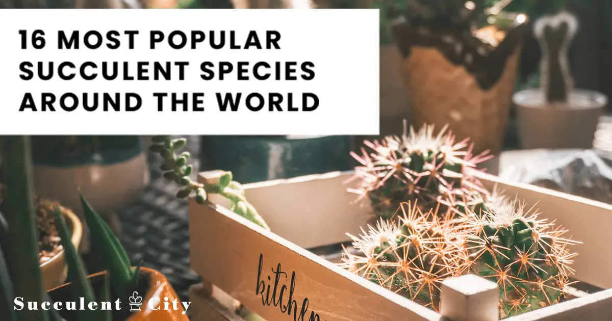 Suculentas más buscadas por tamaño/forma/importancia y más