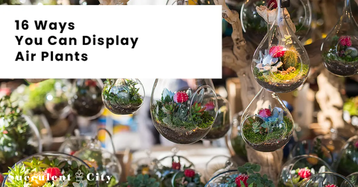 Descubre cómo exhibir plantas de aire: 16 ideas únicas y llamativas Descubre cómo exhibir plantas de aire: 16 ideas únicas y llamativas