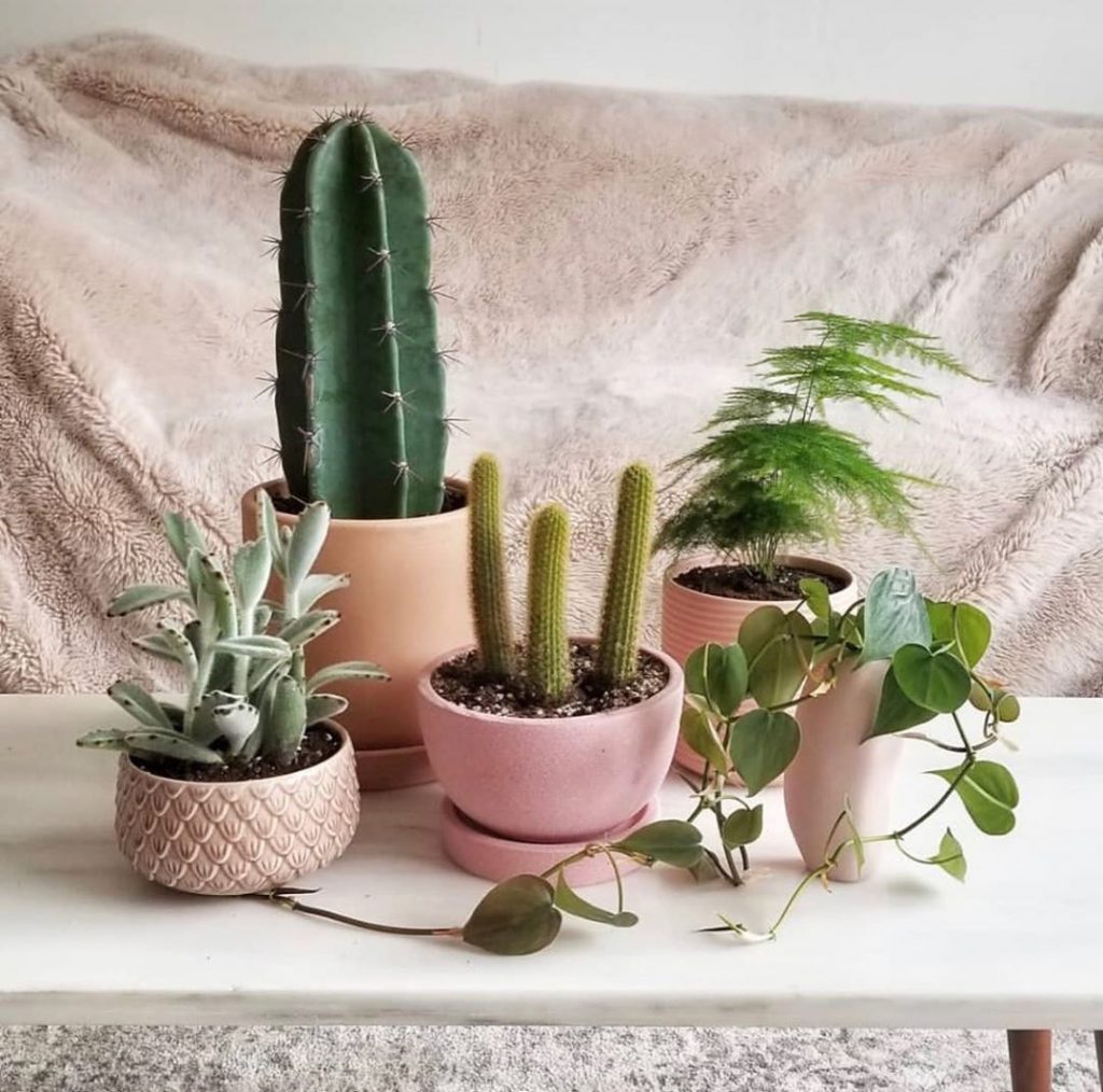 ¿Qué significa cuando alguien te regala un cactus? ¿Qué significa cuando alguien te regala un cactus?