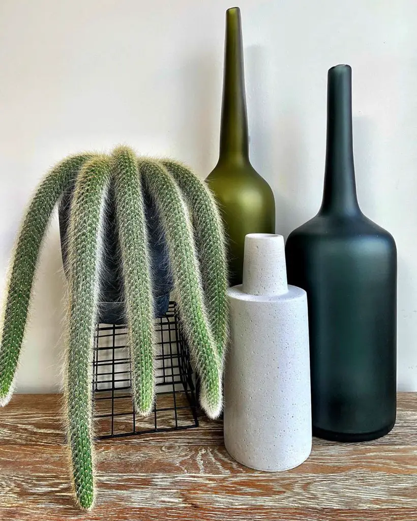 El cactus cola de mono 'Cleistocactus Colademononis' El cactus cola de mono 'Cleistocactus Colademononis'