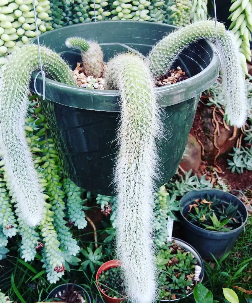 El cactus cola de mono 'Cleistocactus Colademononis' El cactus cola de mono 'Cleistocactus Colademononis'