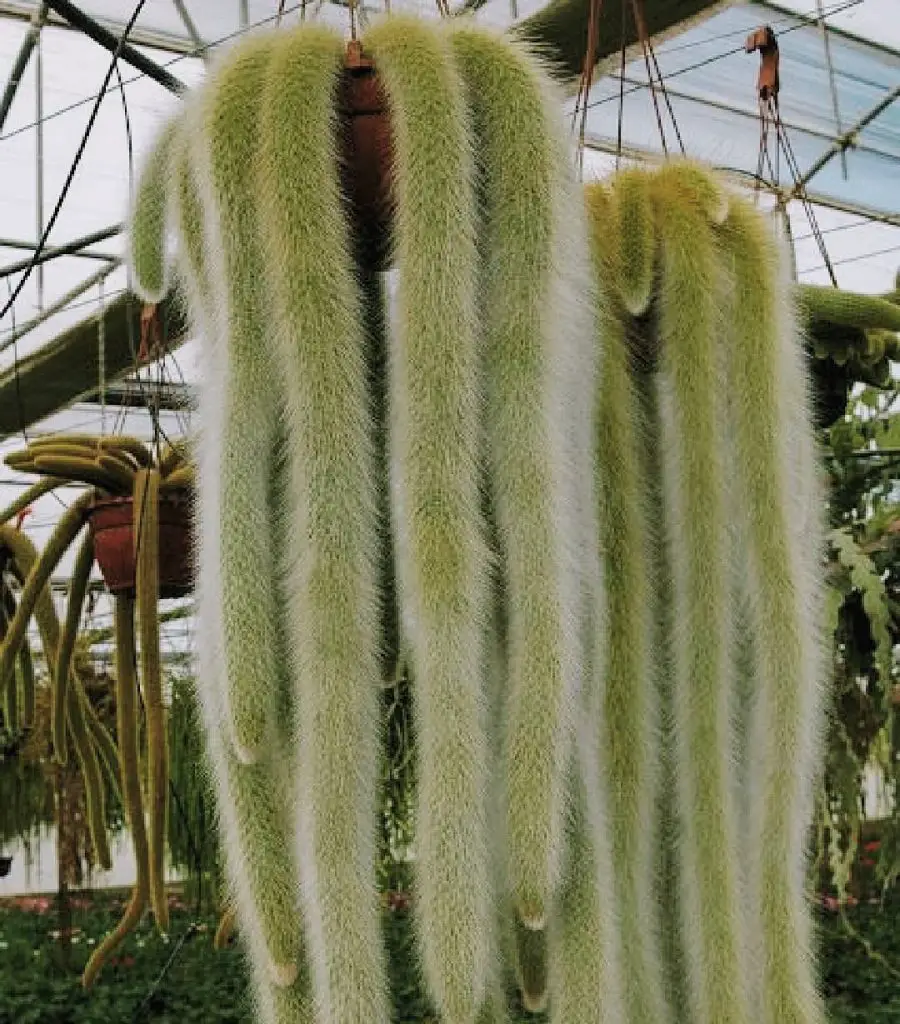 El cactus cola de mono 'Cleistocactus Colademononis' El cactus cola de mono 'Cleistocactus Colademononis'