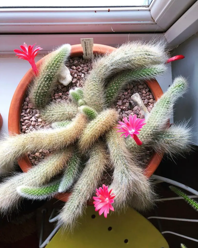 El cactus cola de mono 'Cleistocactus Colademononis' El cactus cola de mono 'Cleistocactus Colademononis'