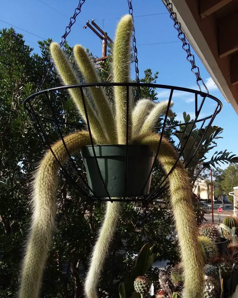 El cactus cola de mono 'Cleistocactus Colademononis' El cactus cola de mono 'Cleistocactus Colademononis'