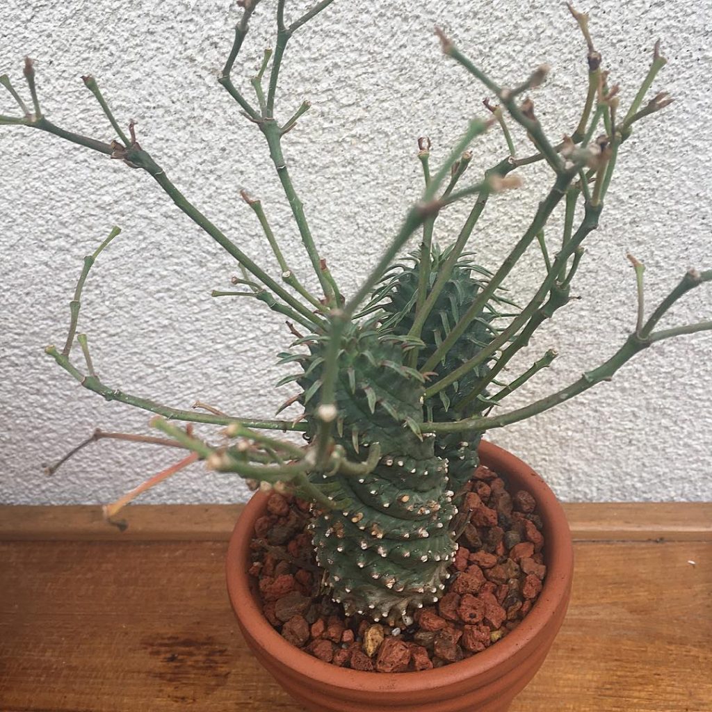Euphorbia Spiralis (La Euphorbia Espiral) Euphorbia Spiralis (La Euphorbia Espiral)