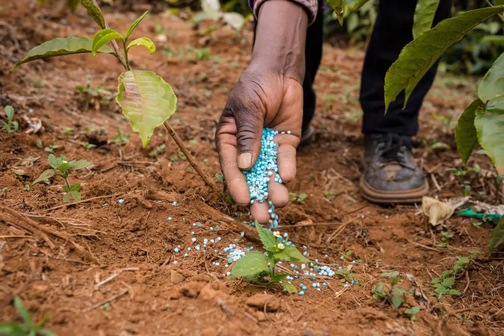 La única guía de fertilizantes para suculentas que necesita