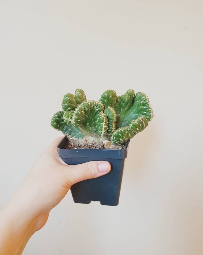 9 cactus raros para valientes coleccionistas de cactus