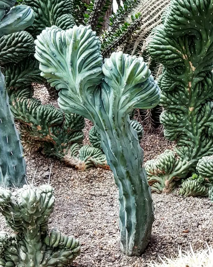 9 cactus raros para valientes coleccionistas de cactus