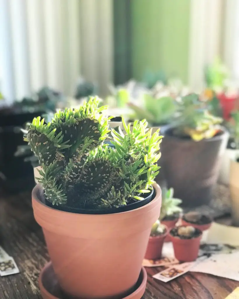 9 cactus raros para valientes coleccionistas de cactus 9 cactus raros para valientes coleccionistas de cactus