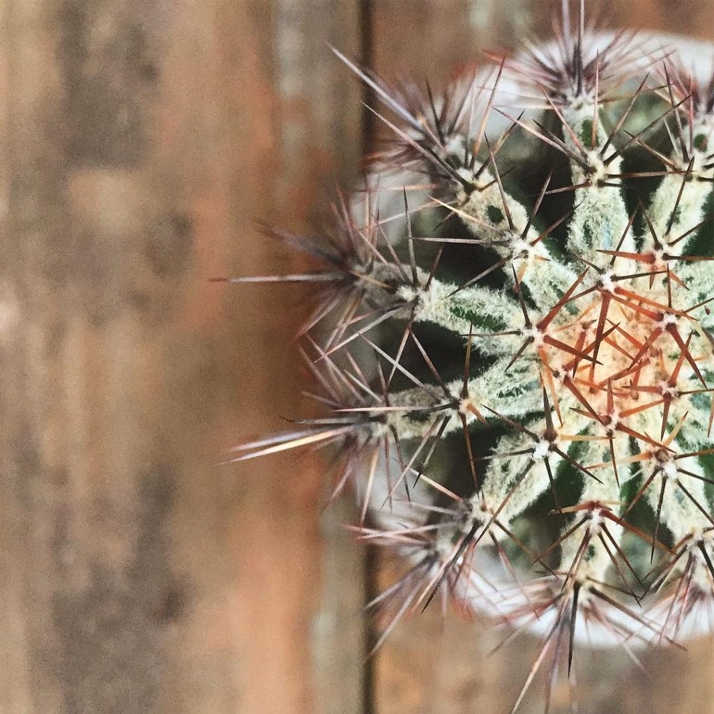 9 cactus raros para valientes coleccionistas de cactus