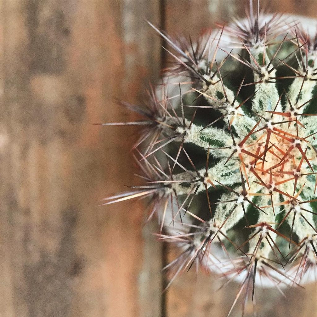 9 cactus raros para valientes coleccionistas de cactus 9 cactus raros para valientes coleccionistas de cactus