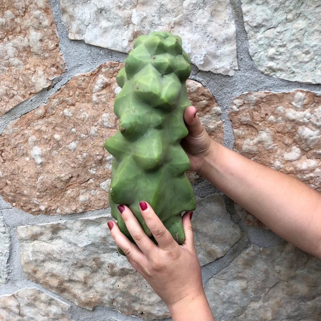 9 cactus raros para valientes coleccionistas de cactus 9 cactus raros para valientes coleccionistas de cactus