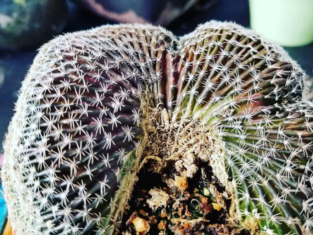 9 cactus raros para valientes coleccionistas de cactus