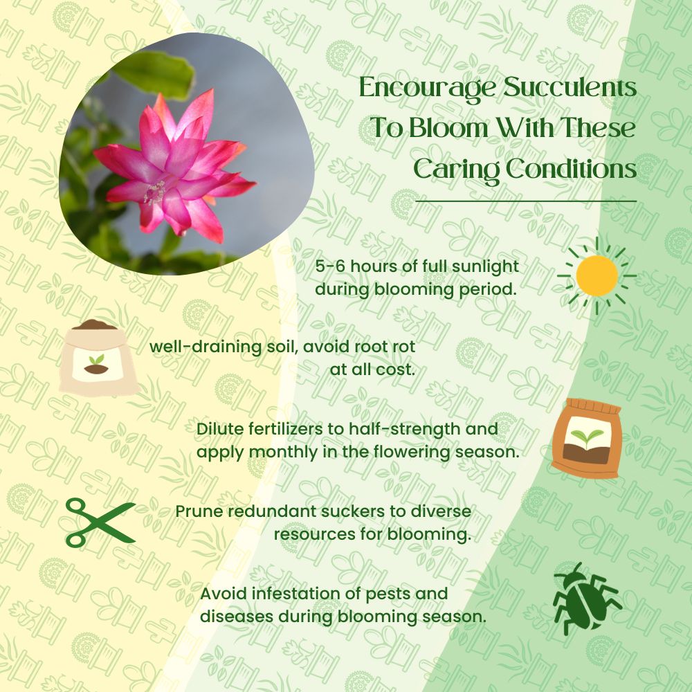 Lo que debes saber sobre las flores suculentas