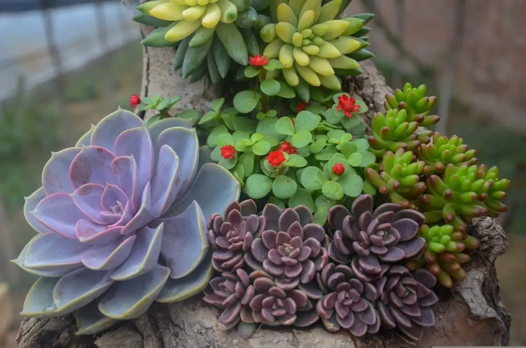 Lo que debes saber sobre las flores suculentas Lo que debes saber sobre las flores suculentas