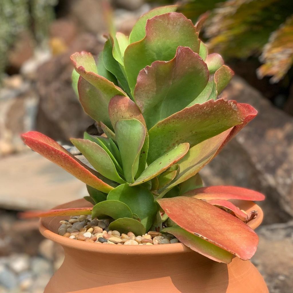 Kalanchoe 'fuego de dragón'