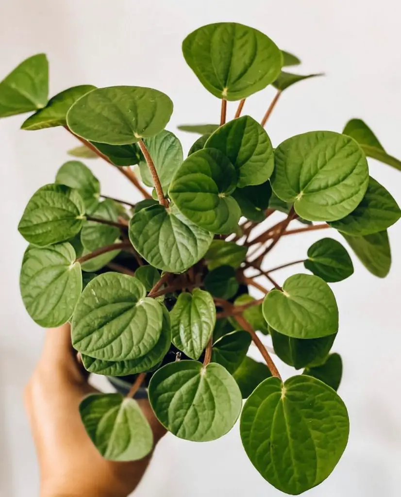 Peperomia 'Rana Verde' Peperomia 'Rana Verde'