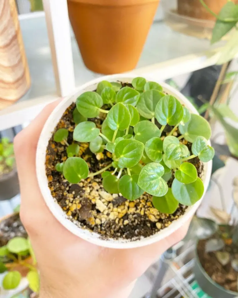 Peperomia 'Rana Verde' Peperomia 'Rana Verde'