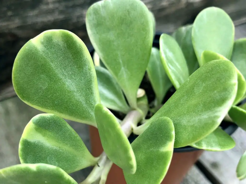 Kleinia Petraea (Planta rastrera de jade) Kleinia Petraea (Planta rastrera de jade)