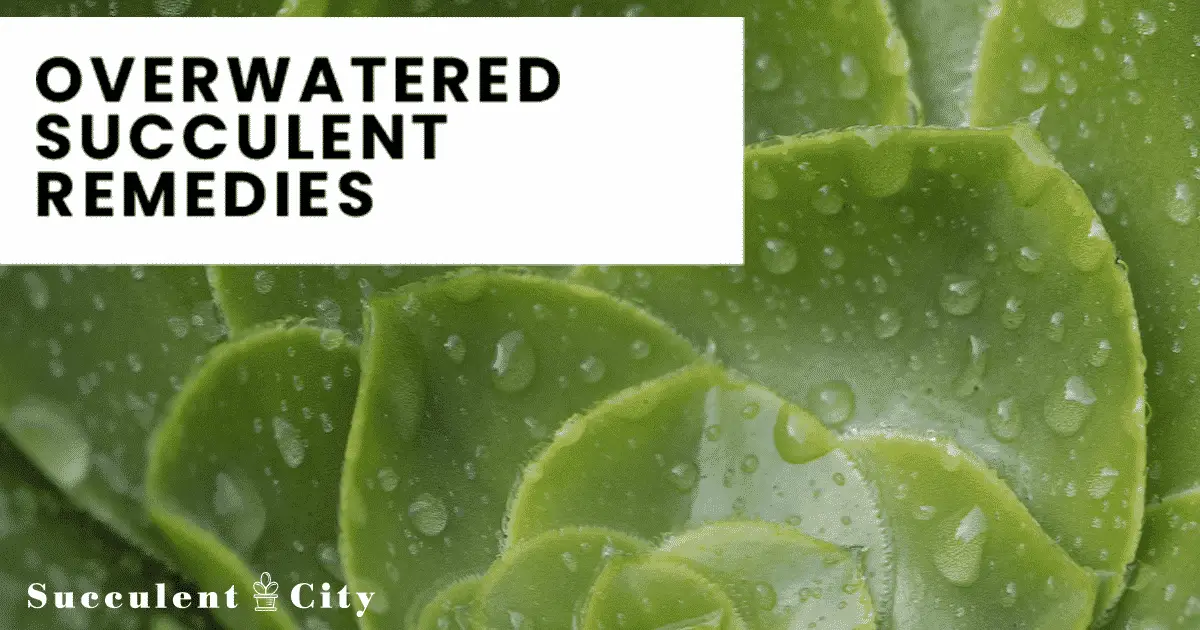 Remedios, señales y prevención del exceso de riego de las suculentas