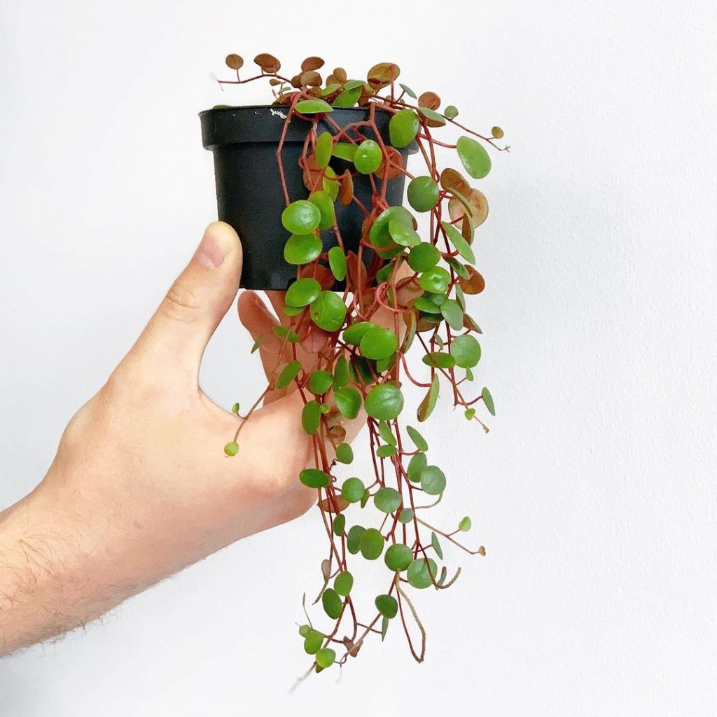 Mancha de pimienta de peperomia Mancha de pimienta de peperomia