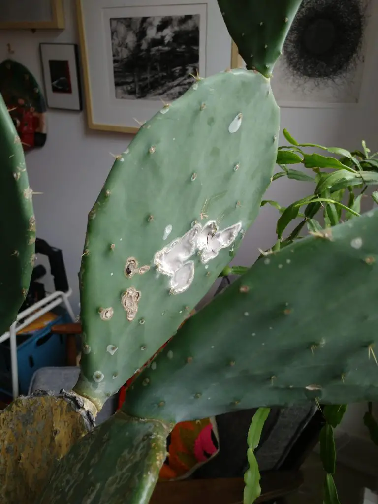 ¿Qué son las manchas blancas en mis cactus?