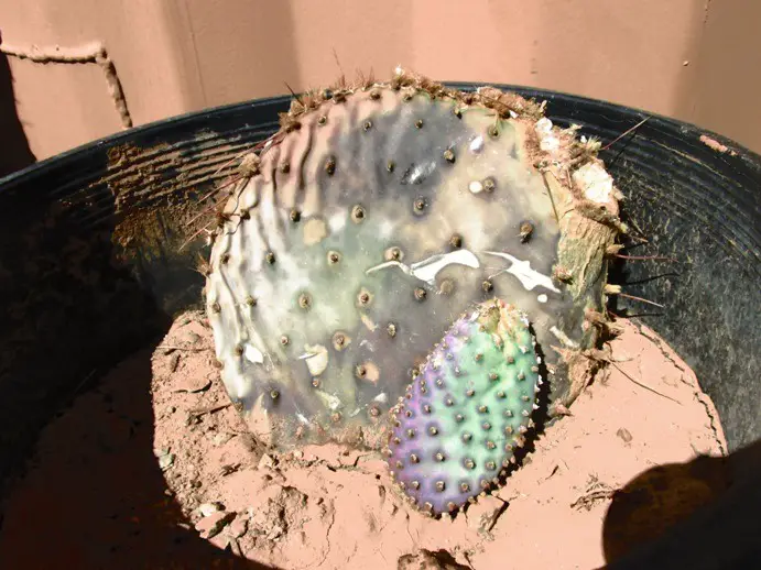 ¿Qué son las manchas blancas en mis cactus? ¿Qué son las manchas blancas en mis cactus?