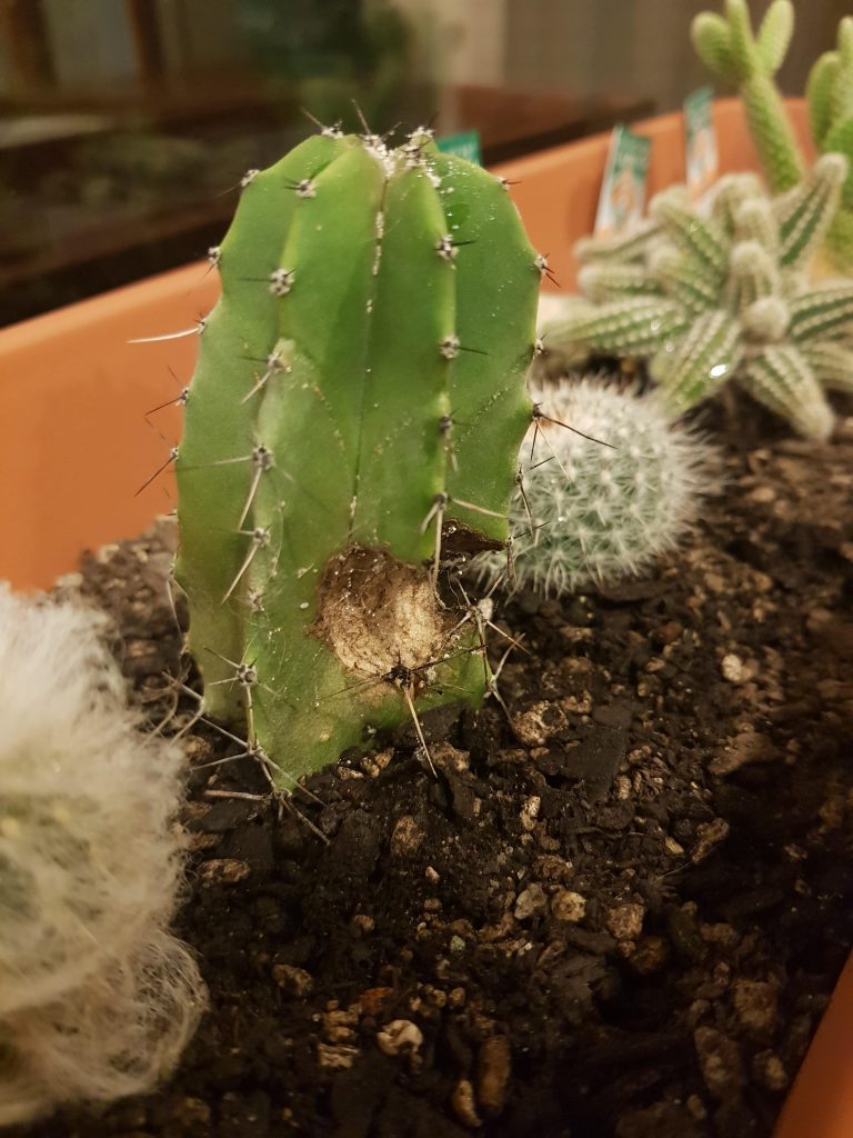¿Qué son las manchas blancas en mis cactus?