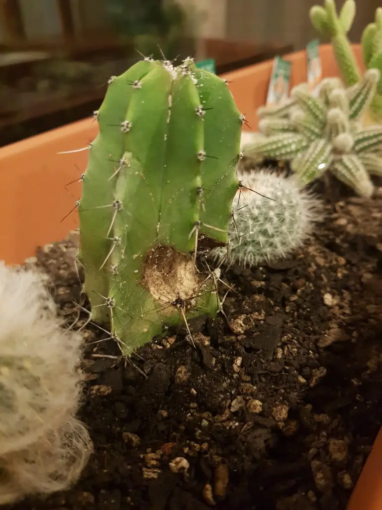 ¿Qué son las manchas blancas en mis cactus? ¿Qué son las manchas blancas en mis cactus?
