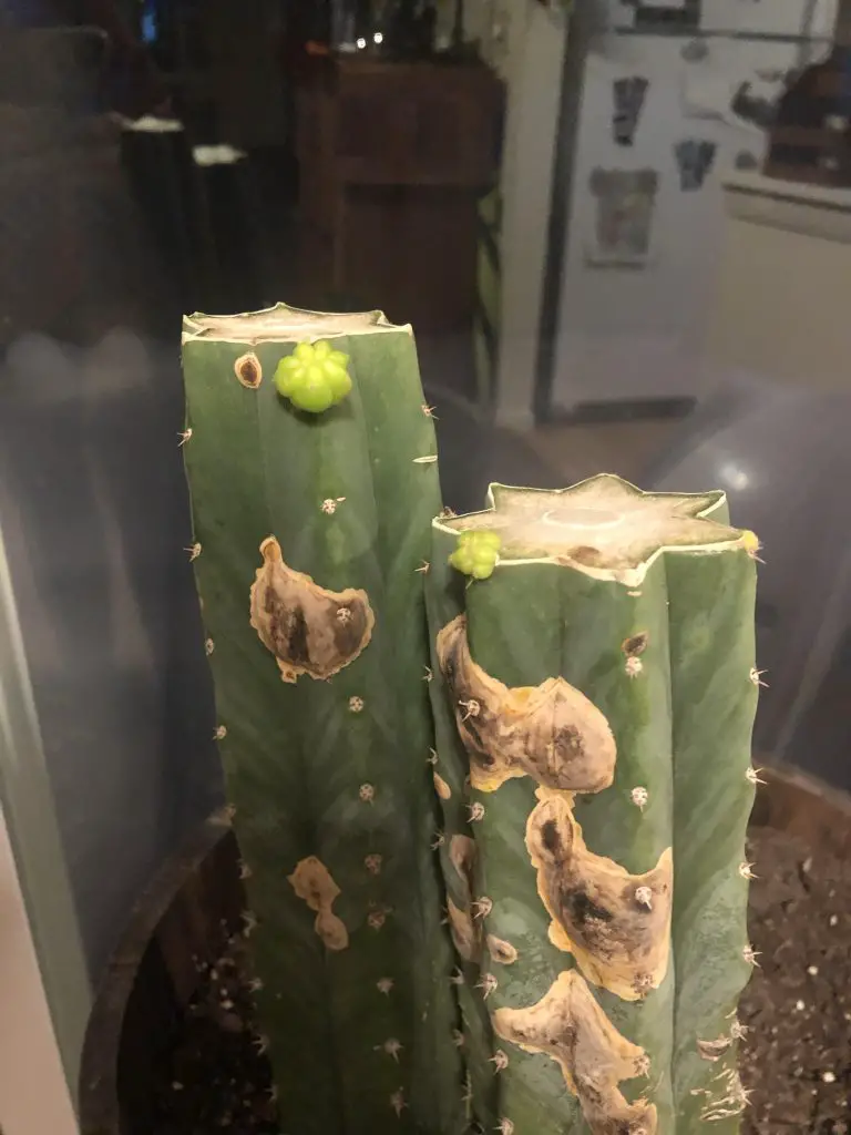 ¿Qué son las manchas blancas en mis cactus?