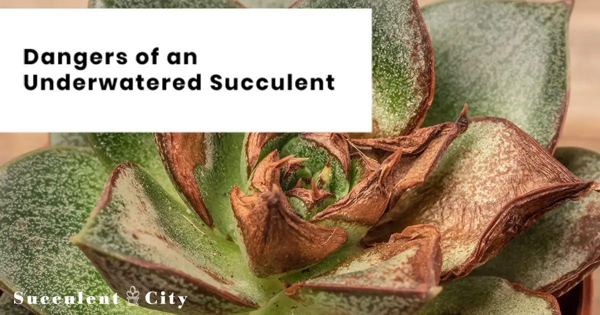 Signos de suculentas sumergidas y qué hacer a continuación Signos de suculentas sumergidas y qué hacer a continuación