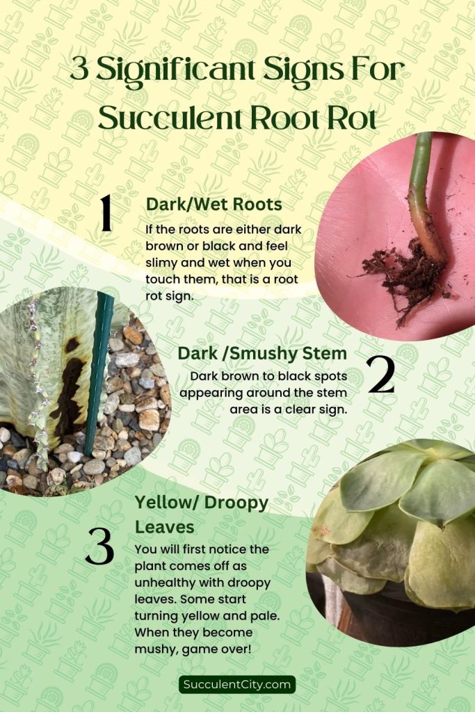 ¿Qué es la pudrición de la raíz de las suculentas y cómo solucionarla?