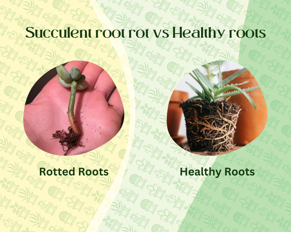 ¿Qué es la pudrición de la raíz de las suculentas y cómo solucionarla?