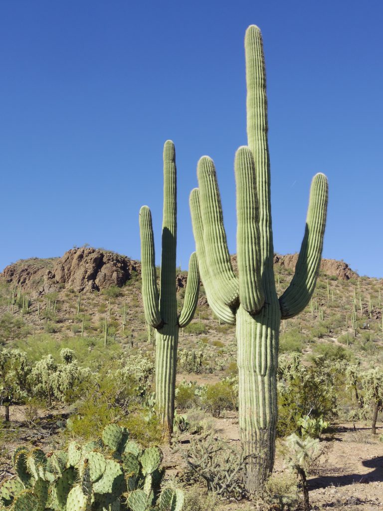 Una lista de plantas de cactus de exterior y cómo cuidarlas.