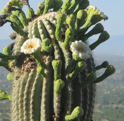 Una lista de plantas de cactus de exterior y cómo cuidarlas.