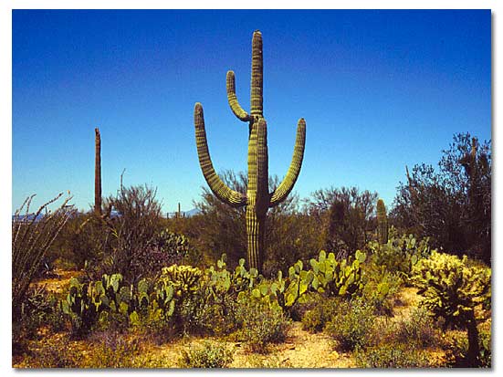 Una lista de plantas de cactus de exterior y cómo cuidarlas.