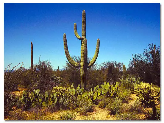 Una lista de plantas de cactus de exterior y cómo cuidarlas. Una lista de plantas de cactus de exterior y cómo cuidarlas.