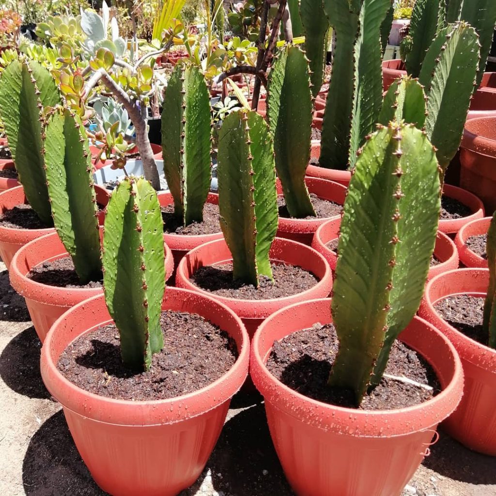 Euphorbia Candelabrum (árbol de candelabros)