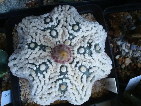 El cactus estrella 'Asphytum Asterias' El cactus estrella 'Asphytum Asterias'