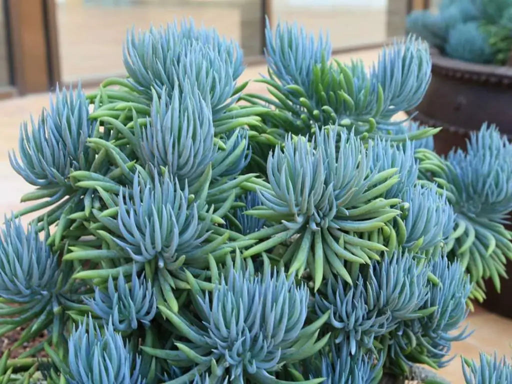 Si tienes un jardín de suculentas, no te pierdas estas suculentas azules Si tienes un jardín de suculentas, no te pierdas estas suculentas azules