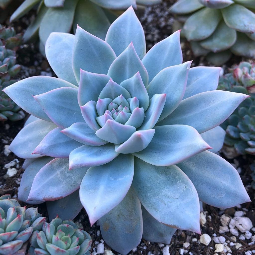 Si tienes un jardín de suculentas, no te pierdas estas suculentas azules Si tienes un jardín de suculentas, no te pierdas estas suculentas azules
