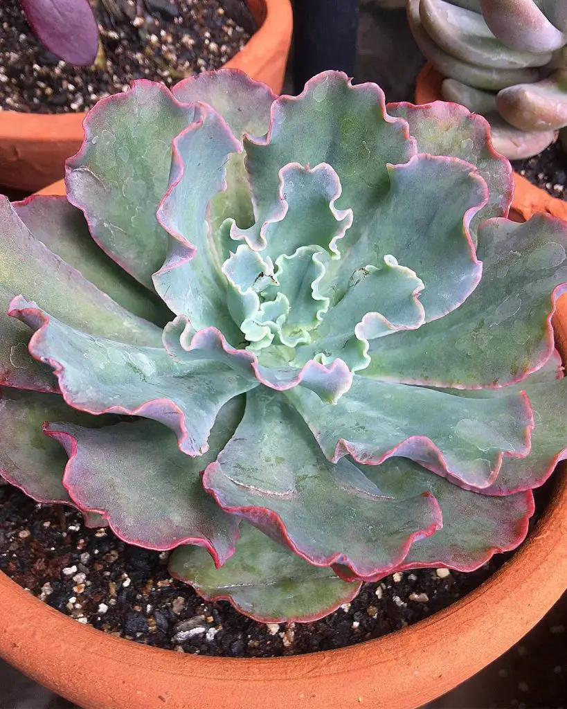 Si tienes un jardín de suculentas, no te pierdas estas suculentas azules Si tienes un jardín de suculentas, no te pierdas estas suculentas azules