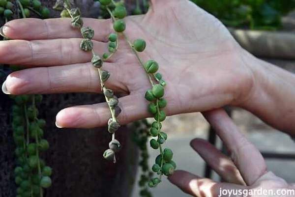 Problemas comunes de las plantas de collar de perlas