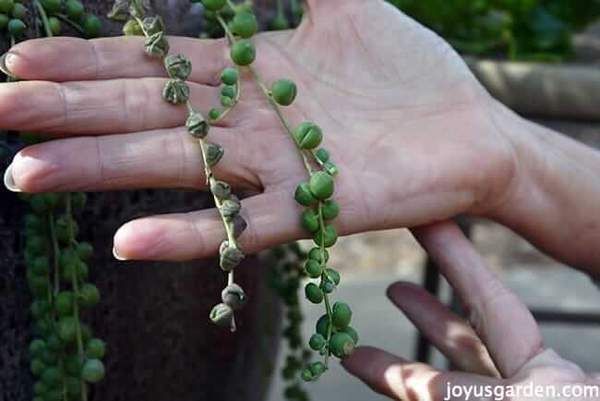 Problemas comunes de las plantas de collar de perlas Problemas comunes de las plantas de collar de perlas