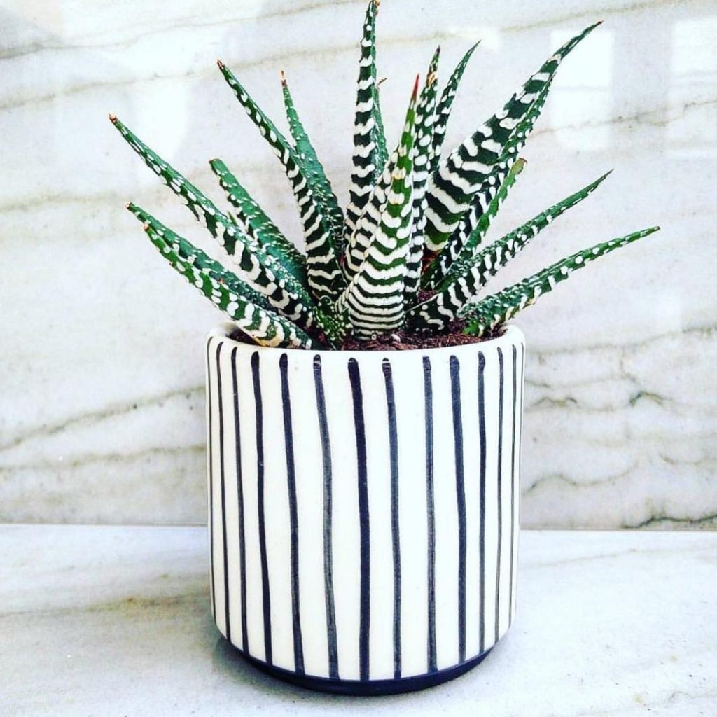 La pequeña cebra Haworthia 'Haworthiopsis fasciata' (anteriormente 'Haworthia Fasciata') La pequeña cebra Haworthia 'Haworthiopsis fasciata' (anteriormente 'Haworthia Fasciata')