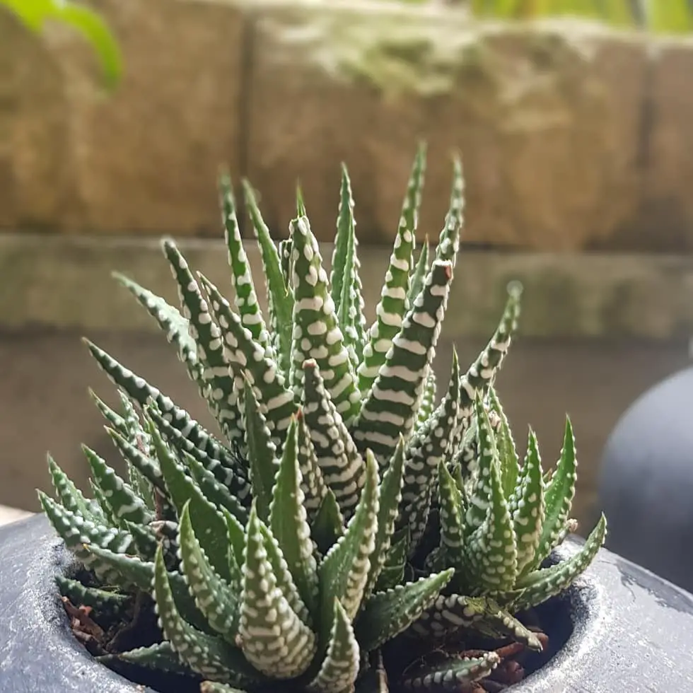 La pequeña cebra Haworthia 'Haworthiopsis fasciata' (anteriormente 'Haworthia Fasciata')