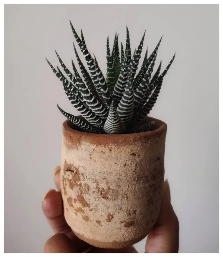 La pequeña cebra Haworthia 'Haworthiopsis fasciata' (anteriormente 'Haworthia Fasciata')