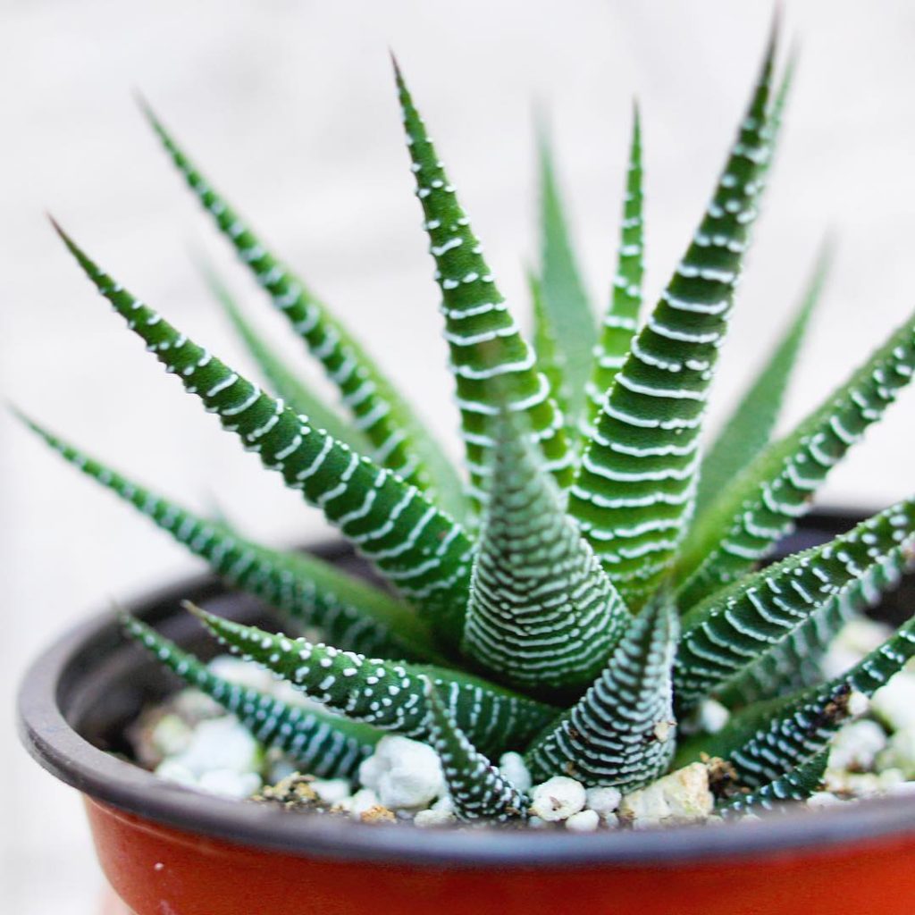 La pequeña cebra Haworthia 'Haworthiopsis fasciata' (anteriormente 'Haworthia Fasciata')